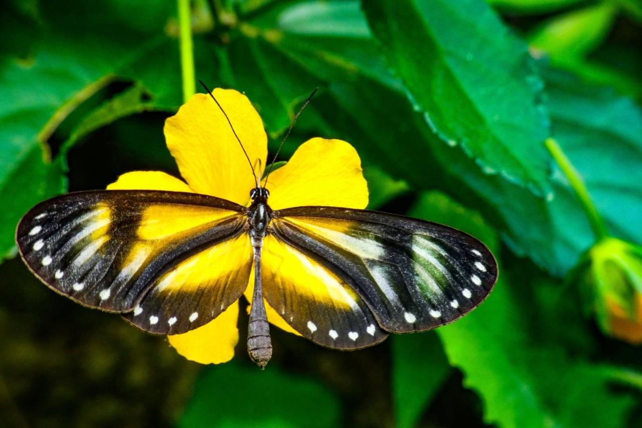 Rumi Wilco Ecolodge & Nature Reserve-Cabanas & Camping Vilcabamba Εξωτερικό φωτογραφία
