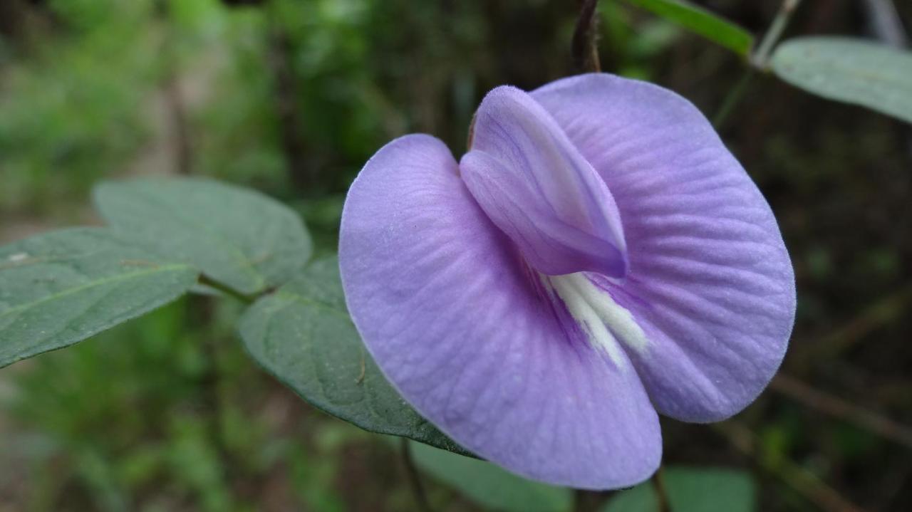 Rumi Wilco Ecolodge & Nature Reserve-Cabanas & Camping Vilcabamba Εξωτερικό φωτογραφία